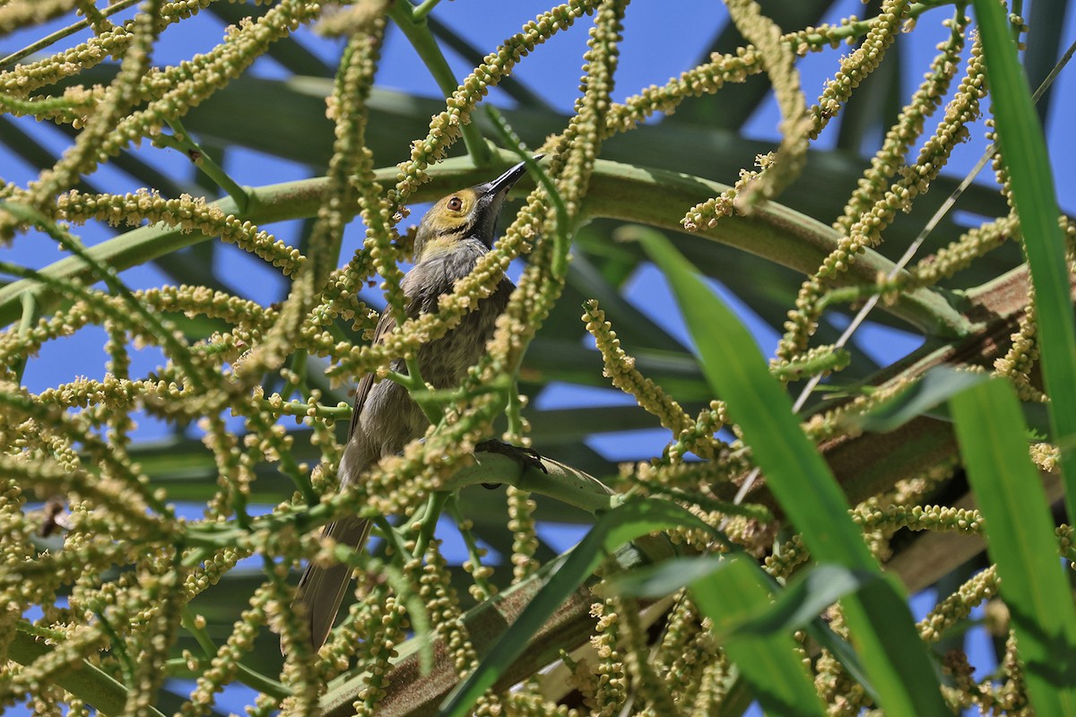 Kadavu Honeyeater - ML603797661