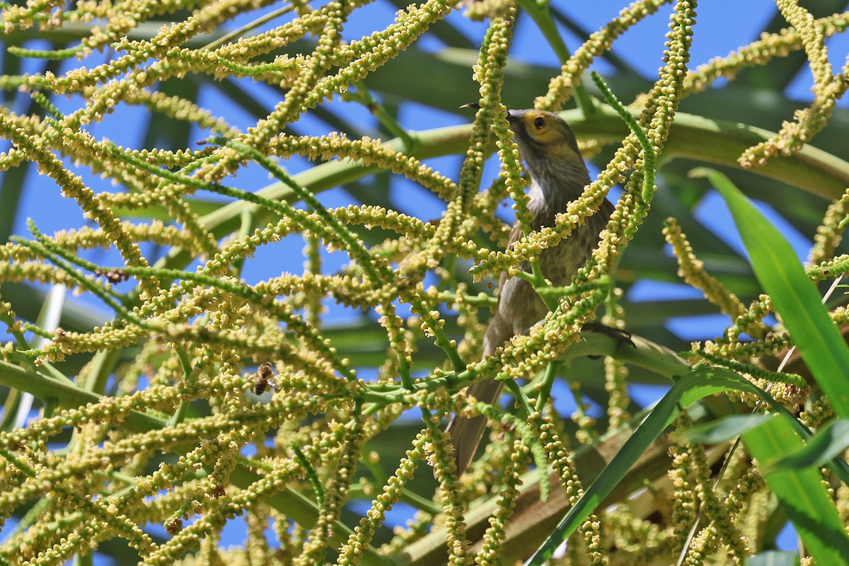 Kadavu Honeyeater - ML603797671