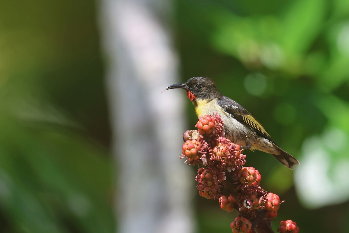 Orange-breasted Myzomela - ML603797741