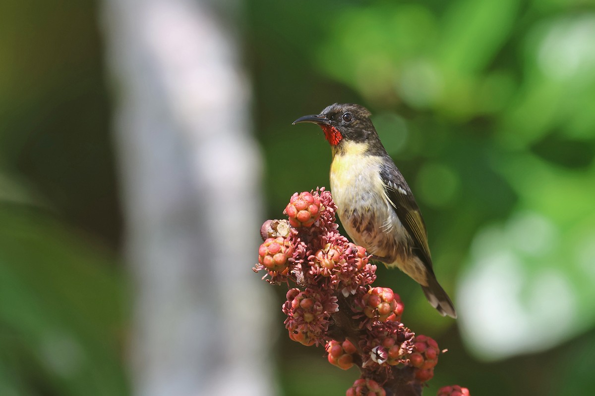 Orange-breasted Myzomela - Charley Hesse TROPICAL BIRDING