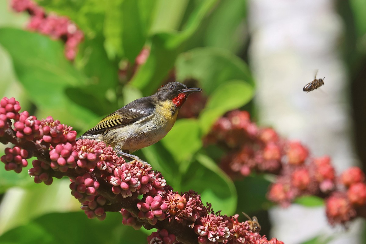 Orange-breasted Myzomela - ML603797771