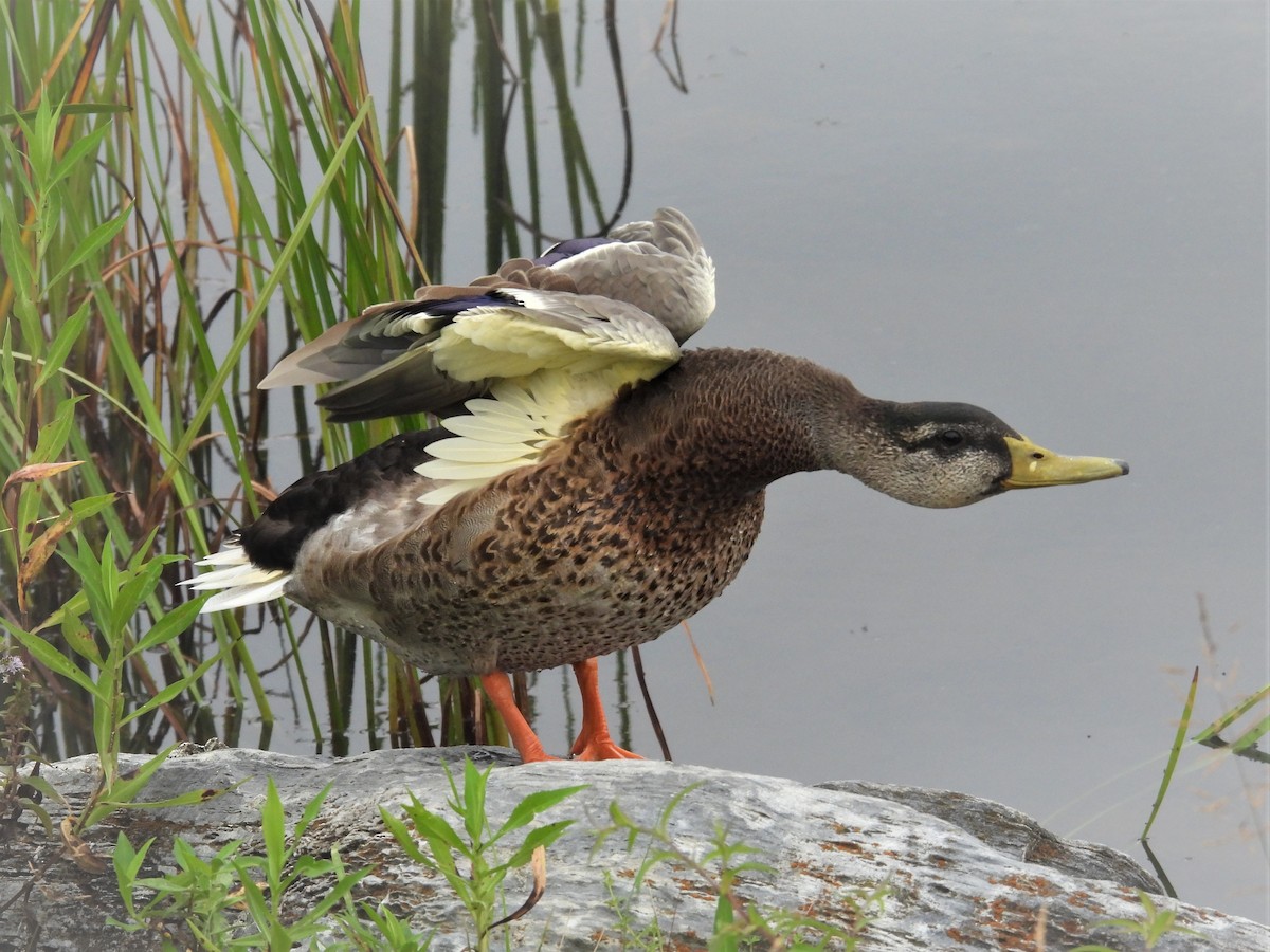 Mallard - Susan Gowen