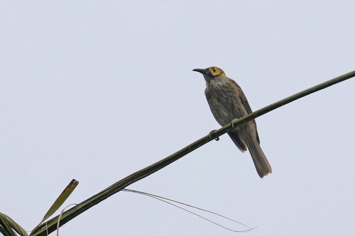 Kadavu Honeyeater - Charley Hesse TROPICAL BIRDING