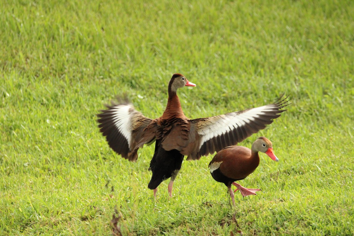 Black-bellied Whistling-Duck - Coen Kliewer