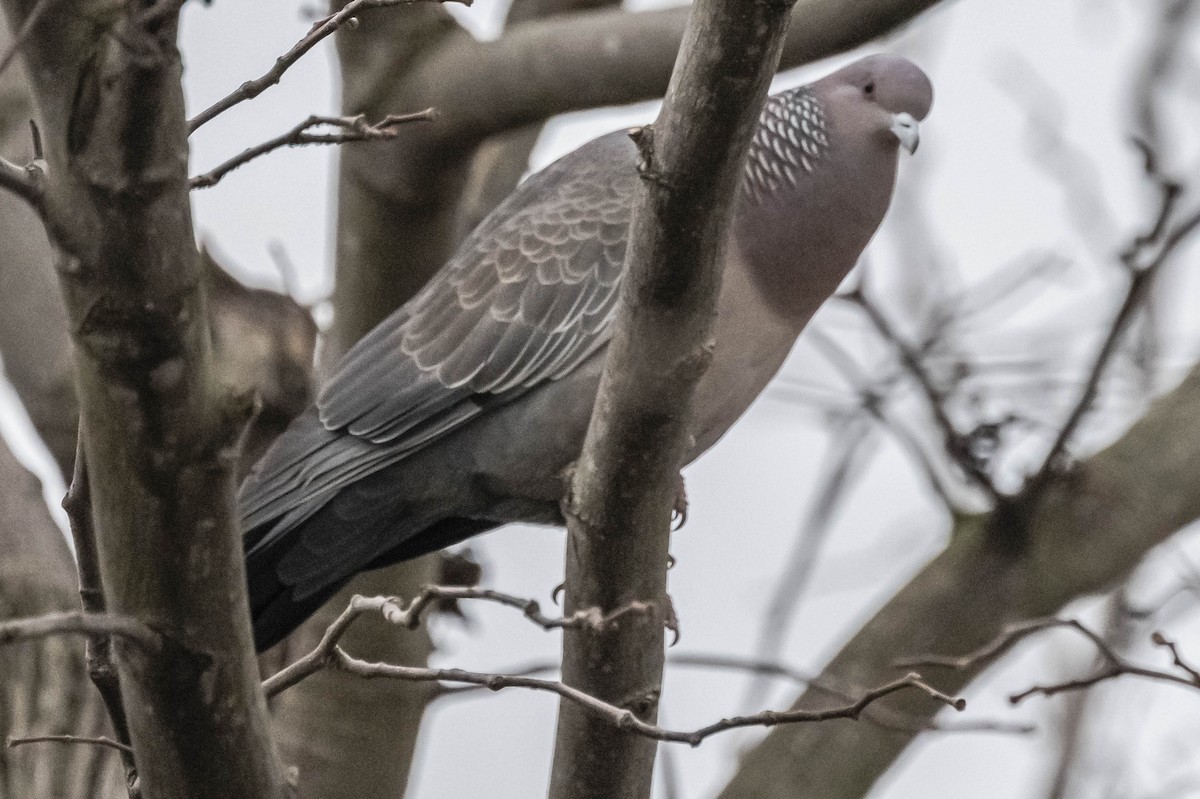 Picazuro Pigeon - ML603799261