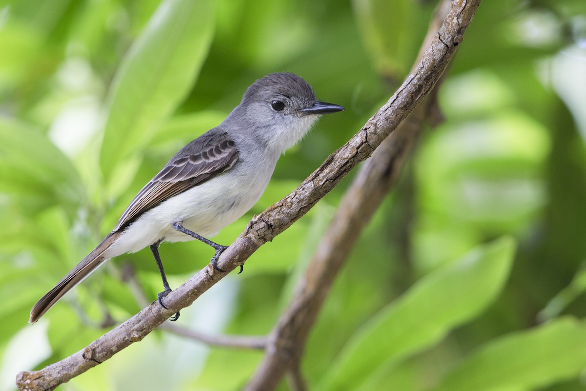 Lesser Antillean Flycatcher - Michael Stubblefield