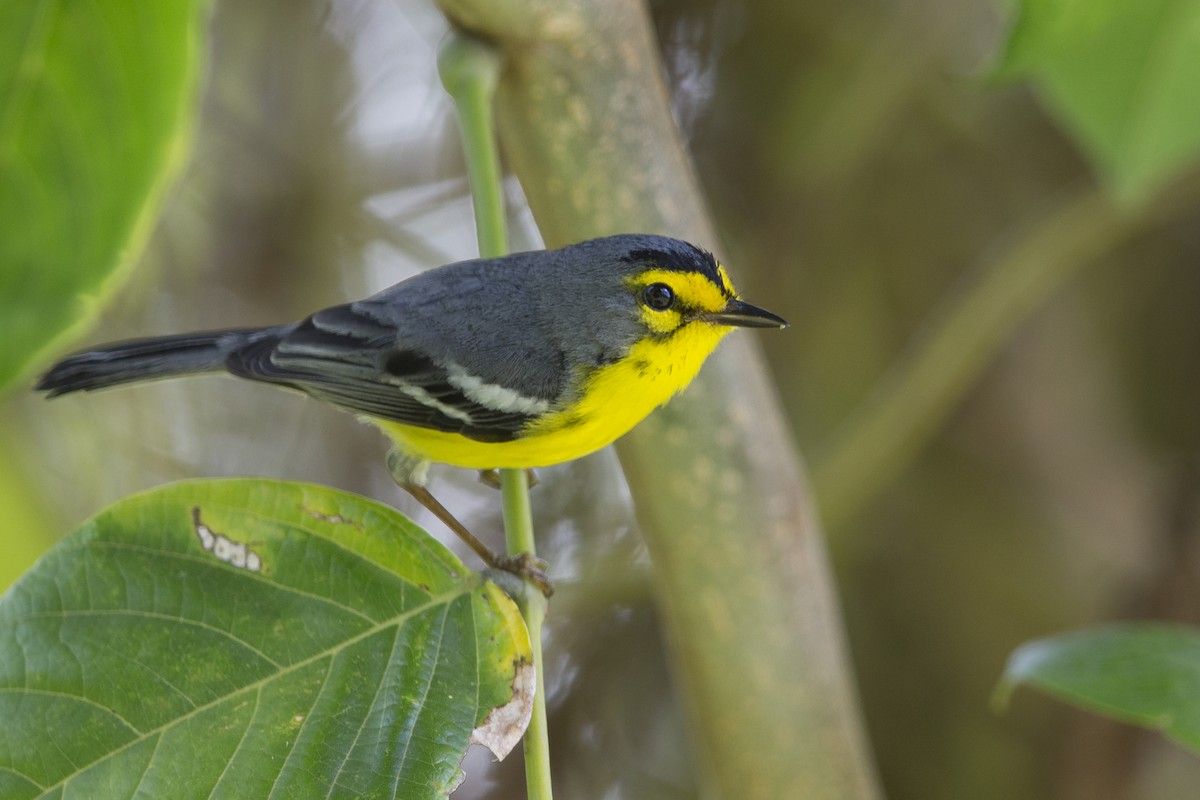 St. Lucia Warbler - Michael Stubblefield