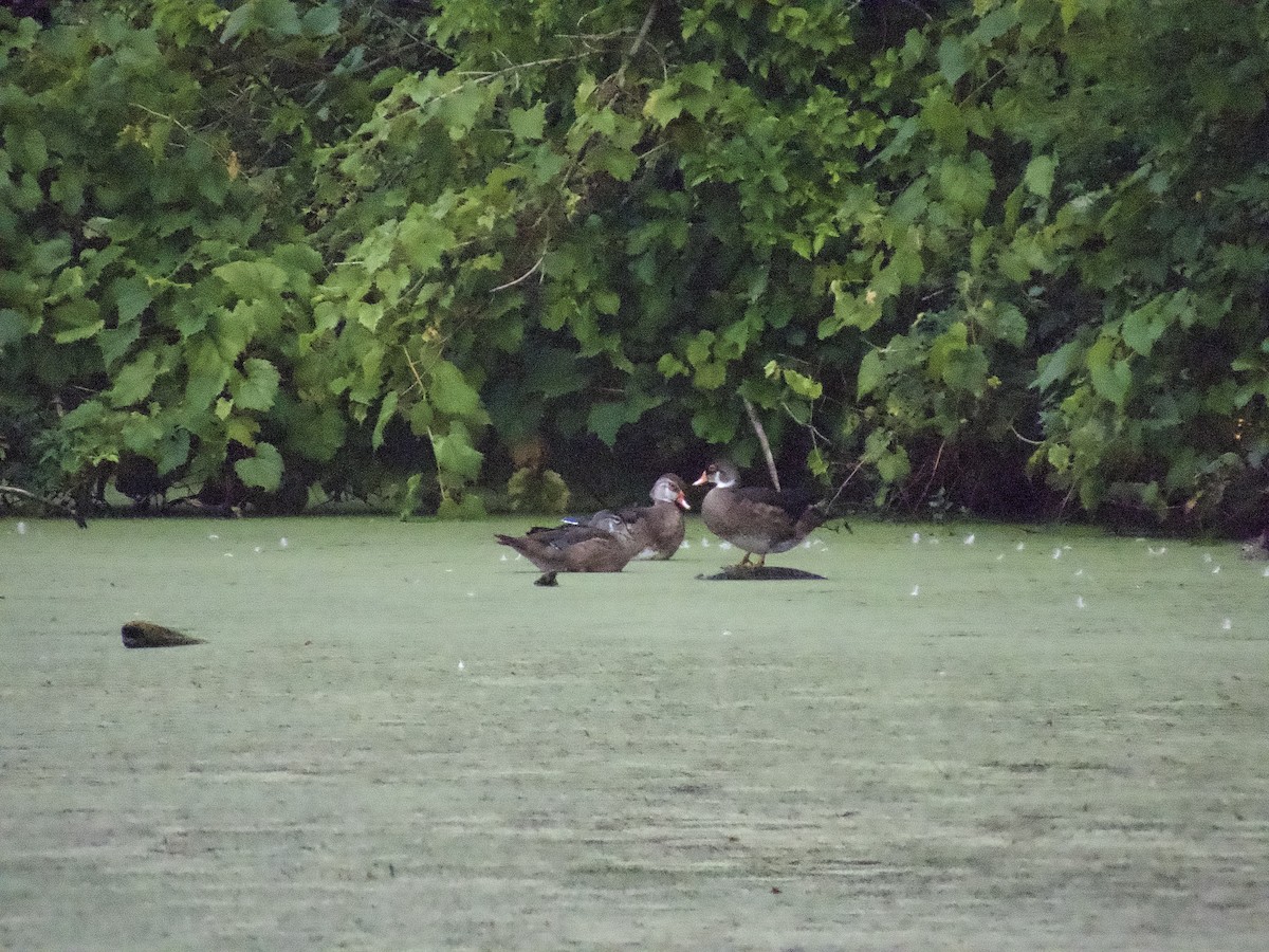 Wood Duck - ML603800431