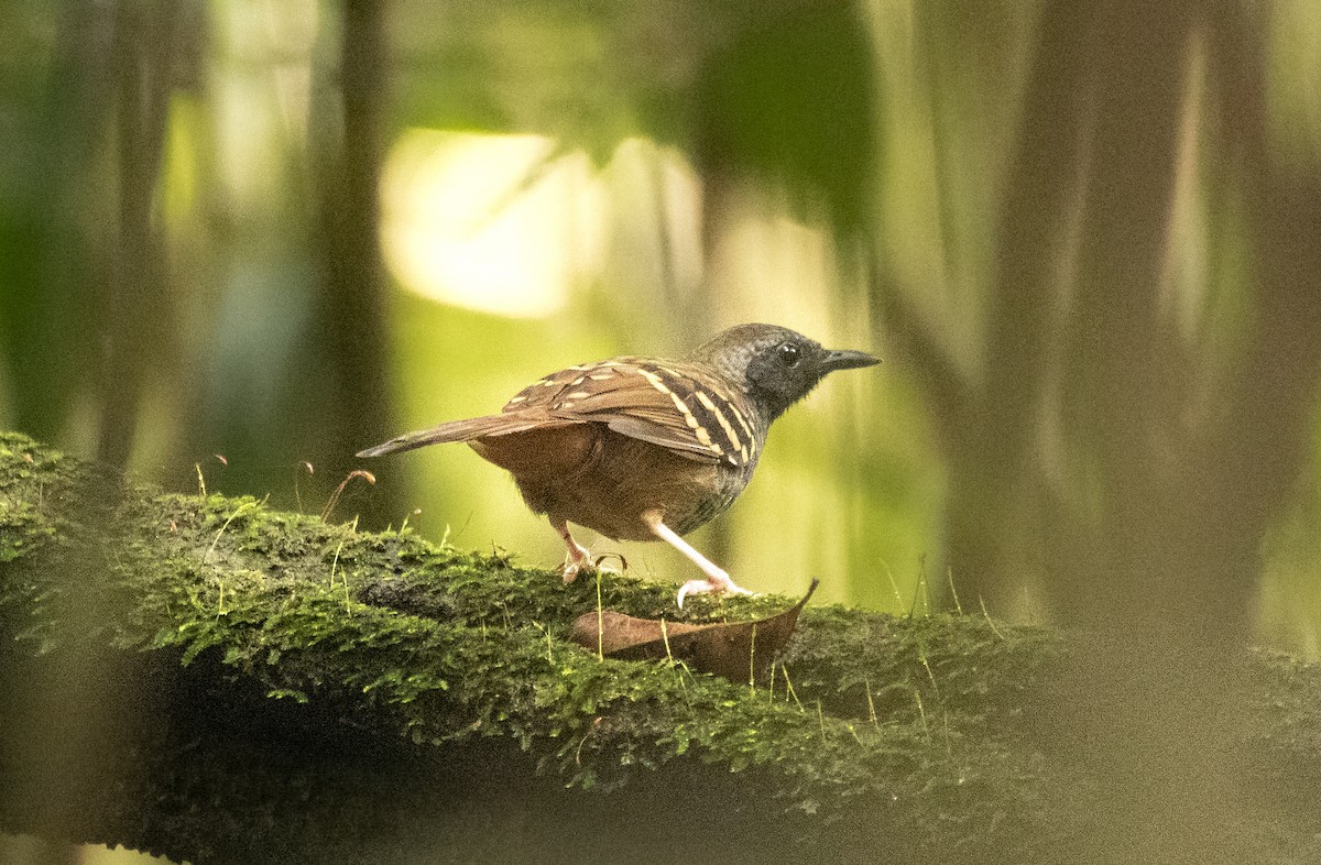 Scalloped Antbird - ML603800771