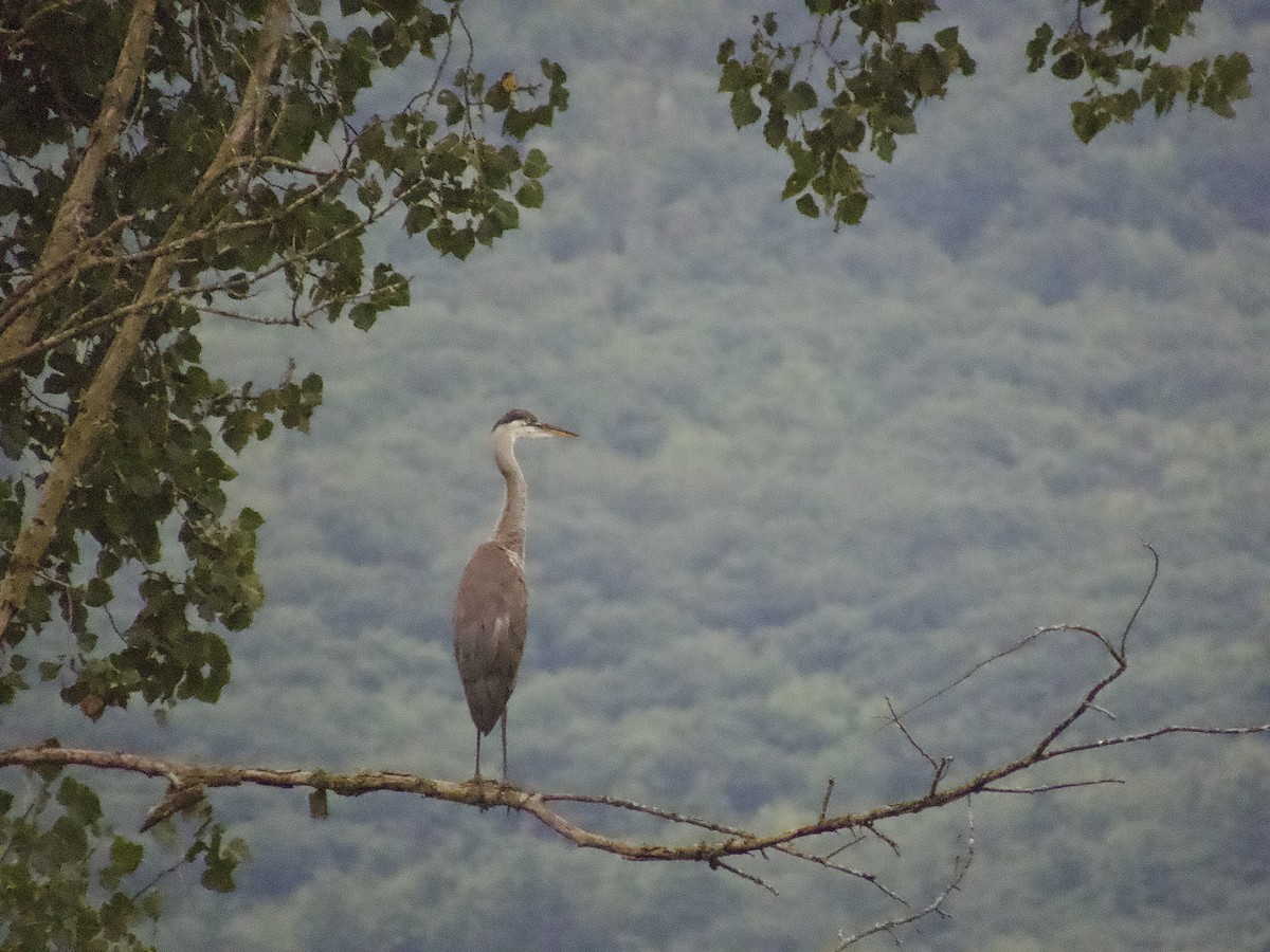 Great Blue Heron - ML603800971