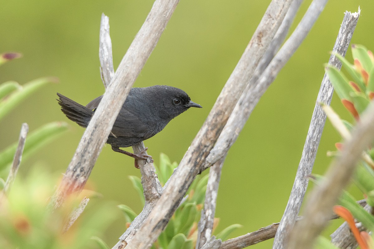 Dusky Tapaculo - ML603801431