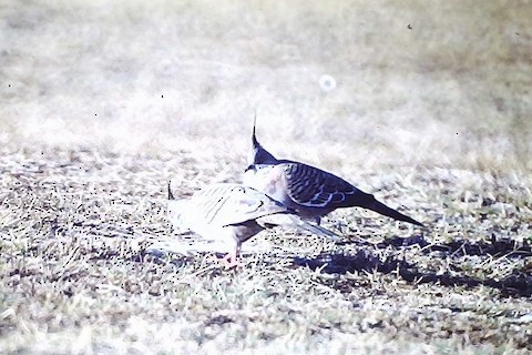 Crested Pigeon - Bob Hargis