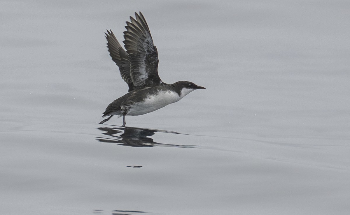 Craveri's Murrelet - Karen Kreiger