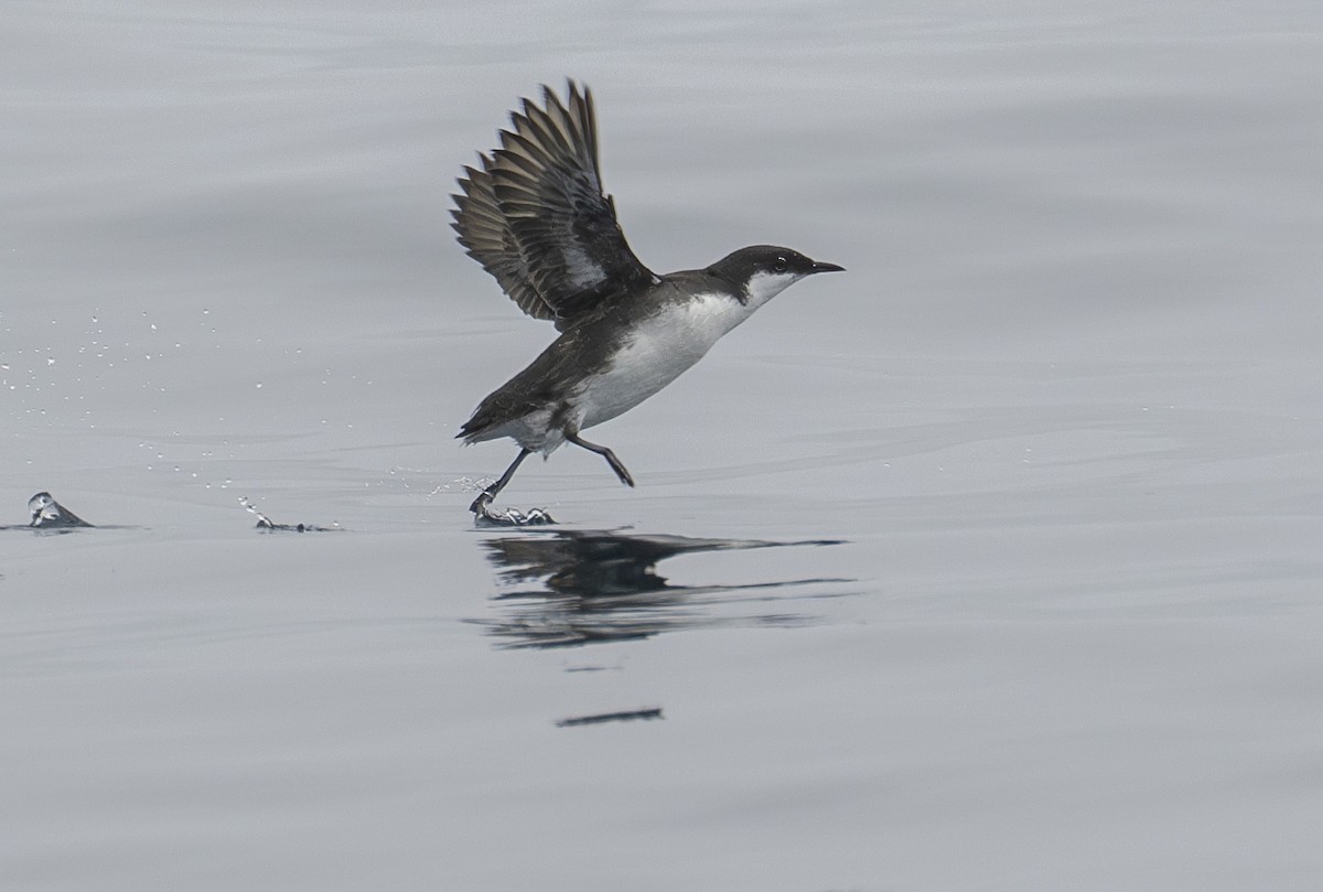 Craveri's Murrelet - ML603801621