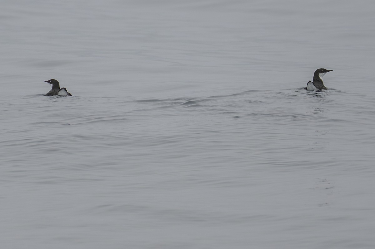 Craveri's Murrelet - Karen Kreiger