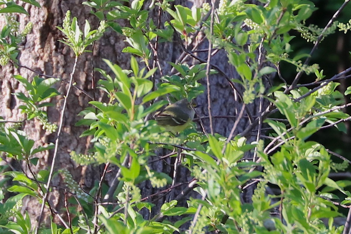 White-eyed Vireo - ML603802541