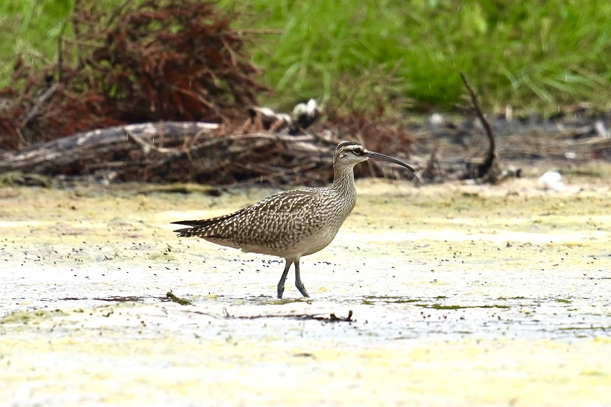 Whimbrel - ML603803201