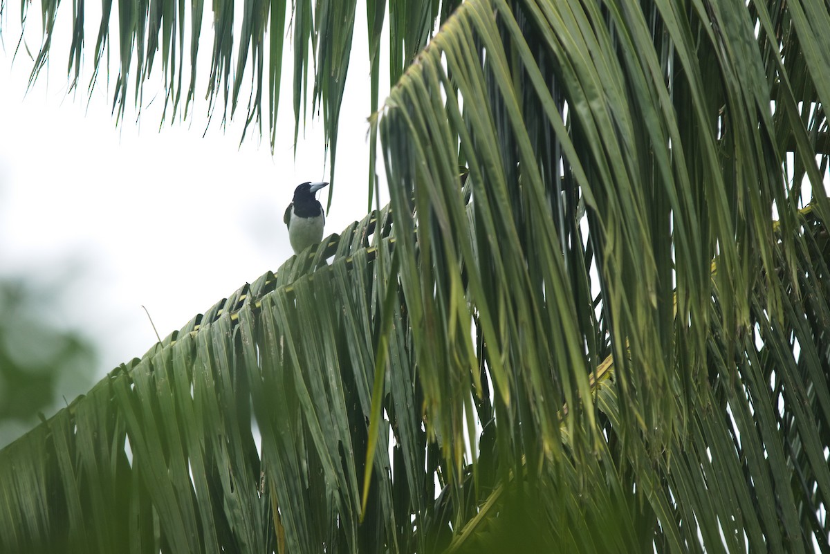 Папуанская флейтовая птица - ML603803221