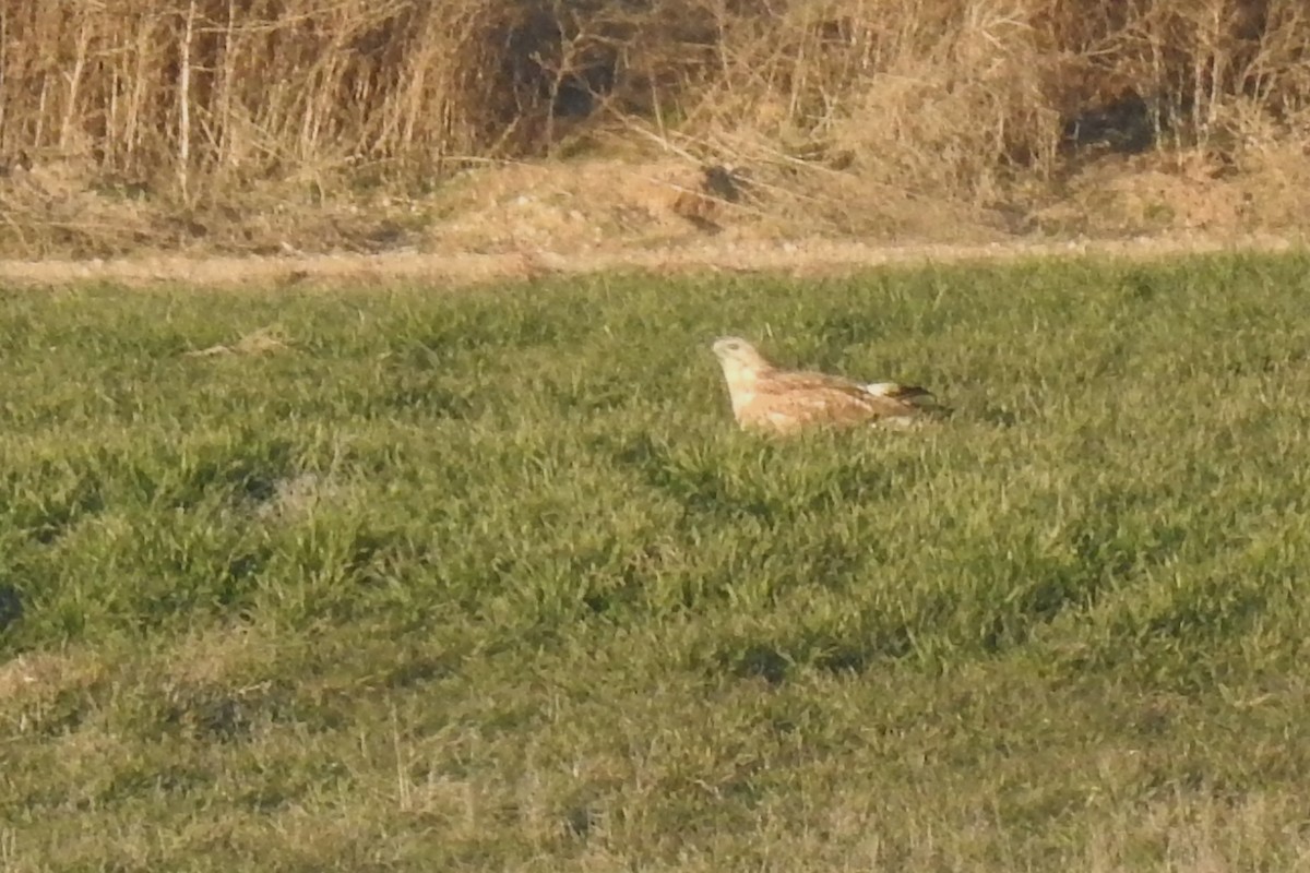 Long-legged Buzzard (Northern) - Eric Mozas Casamayor