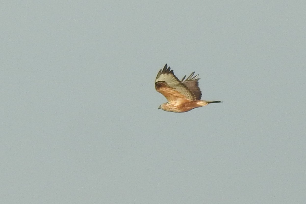 Long-legged Buzzard (Northern) - ML603803621