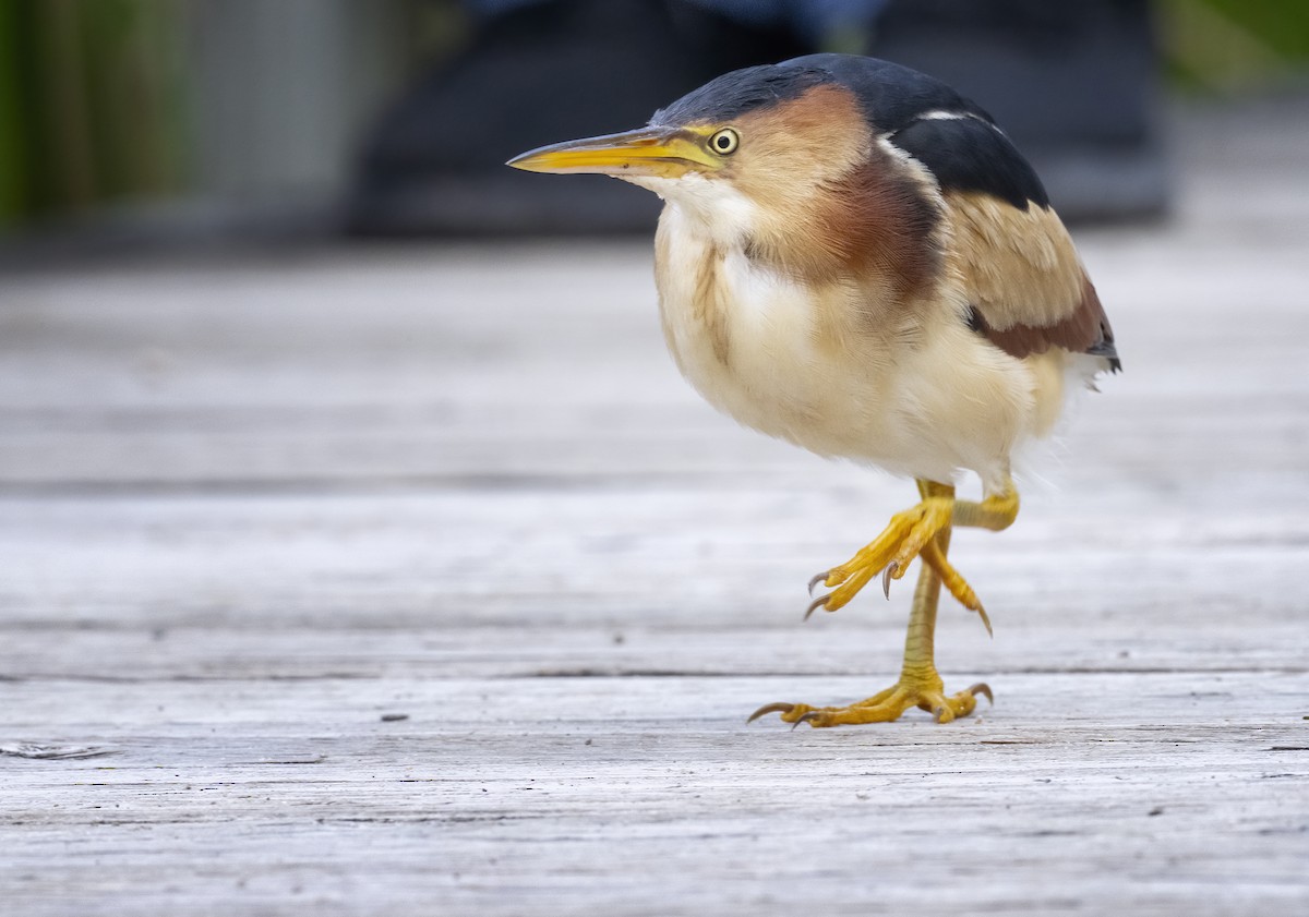 Least Bittern - ML603803681