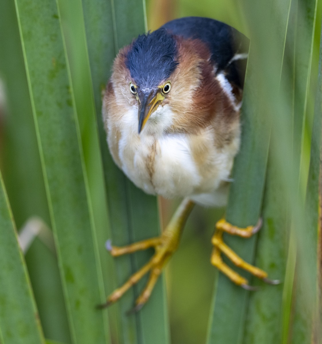 Least Bittern - ML603803691