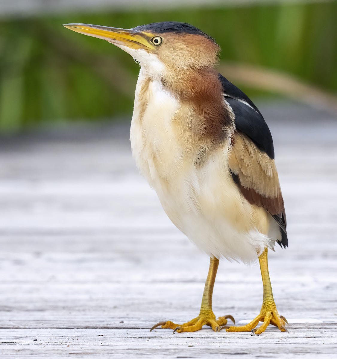 Least Bittern - ML603803701