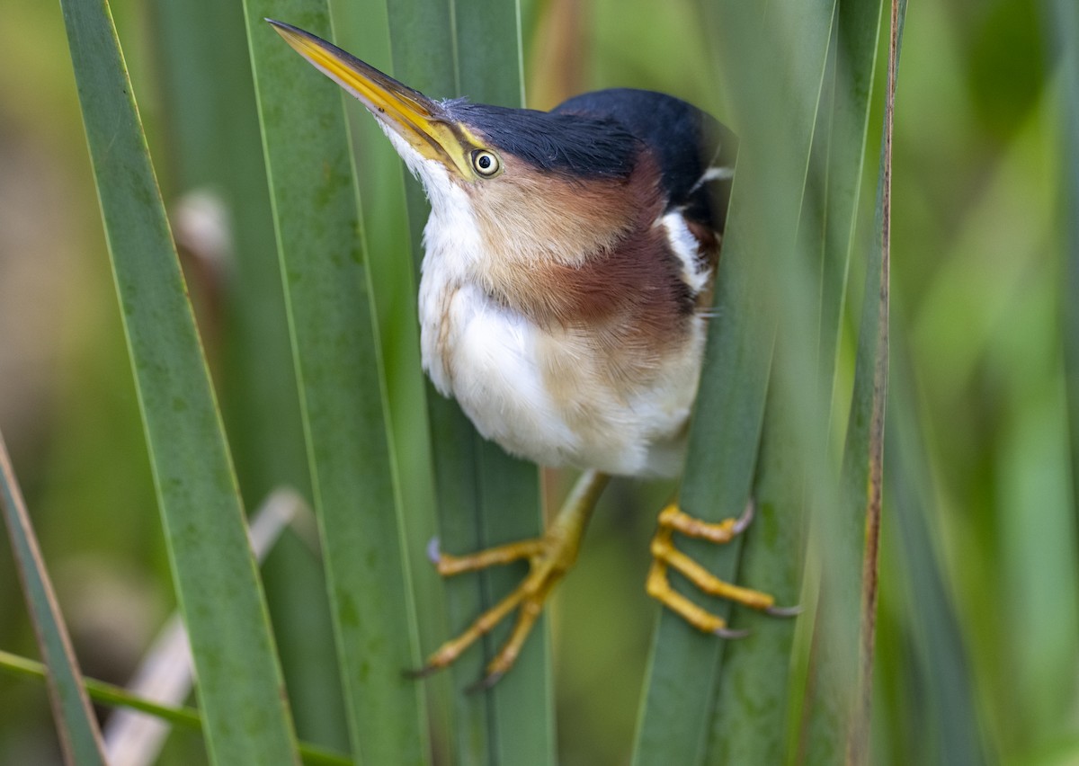 Least Bittern - ML603803721