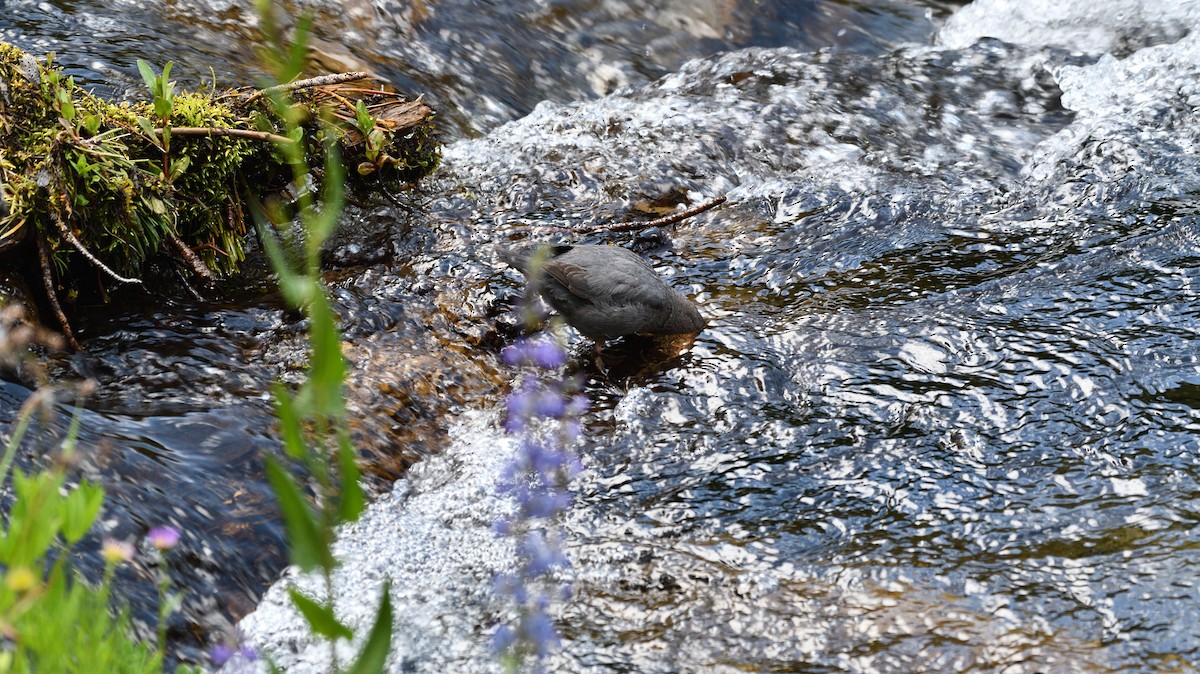 American Dipper - ML603804041