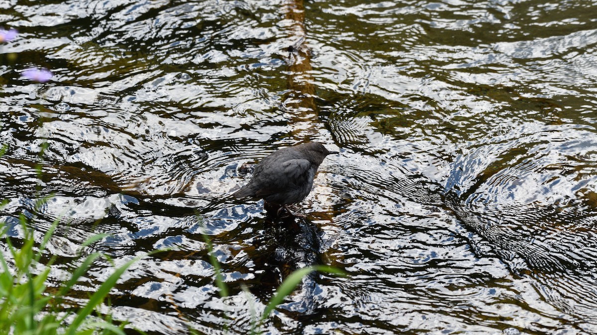 American Dipper - ML603804221