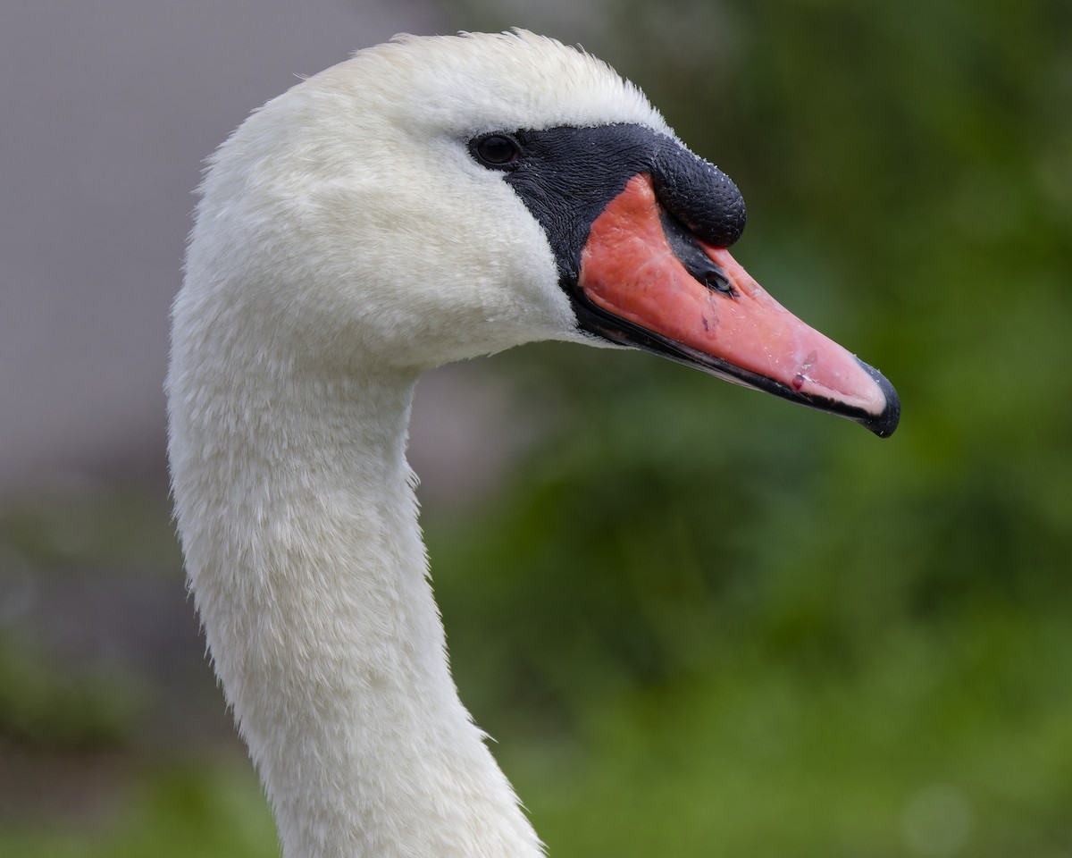 Mute Swan - Anonymous