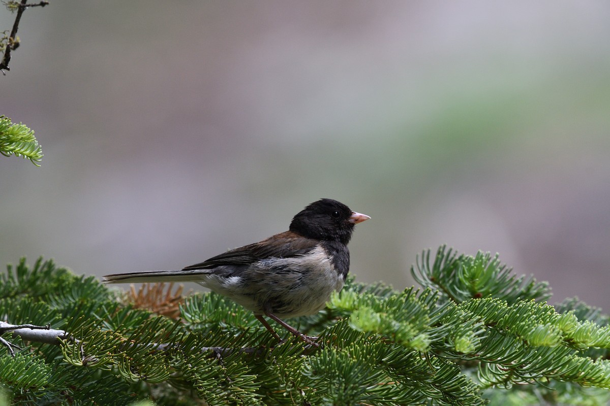 Dark-eyed Junco (Oregon) - ML603805341