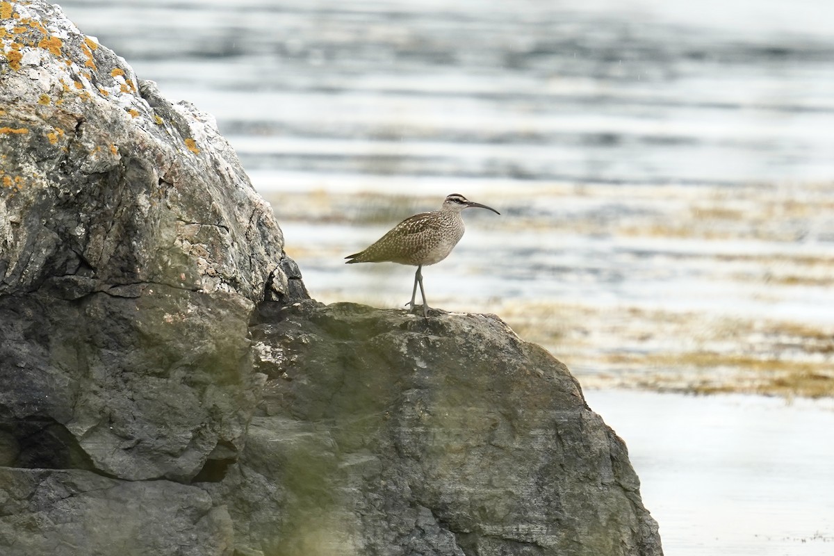 Whimbrel - ML603806301