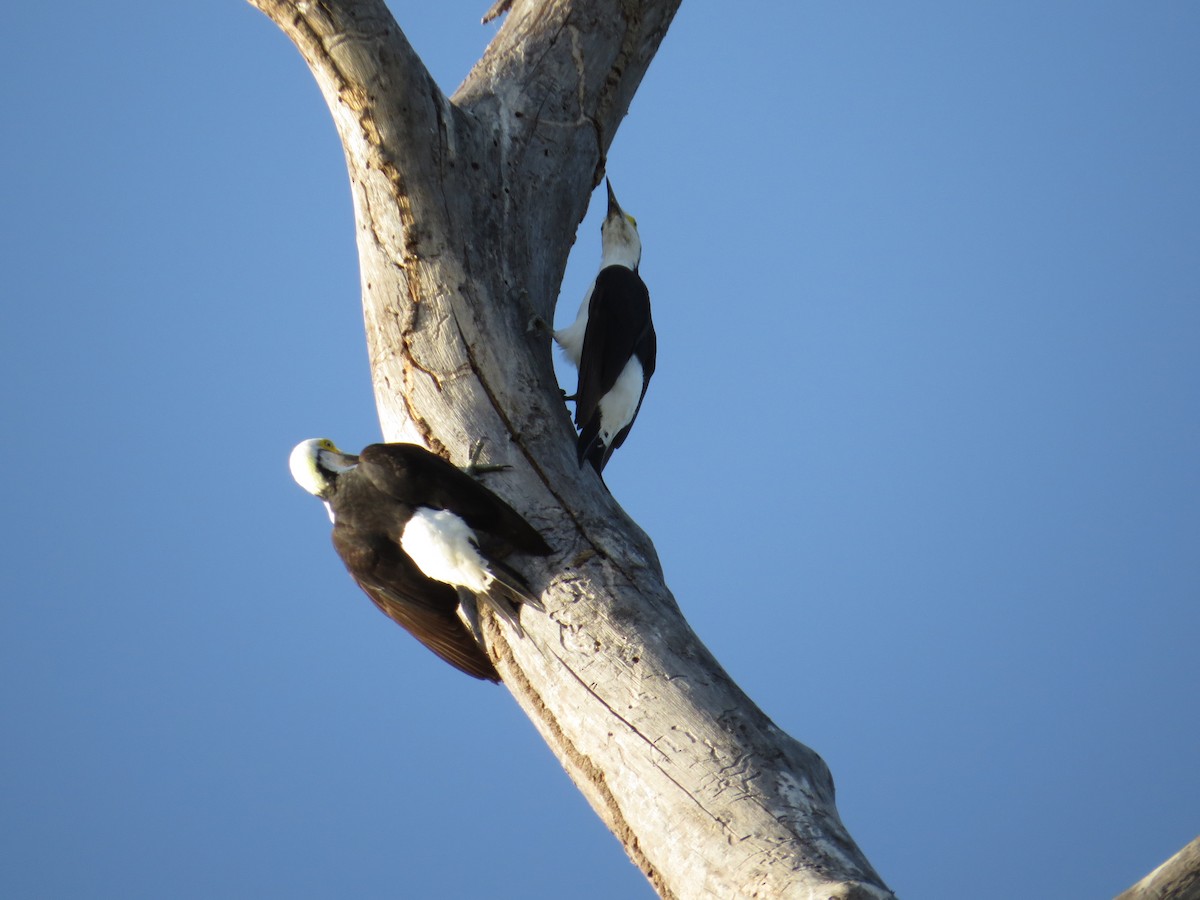 White Woodpecker - ML603806341