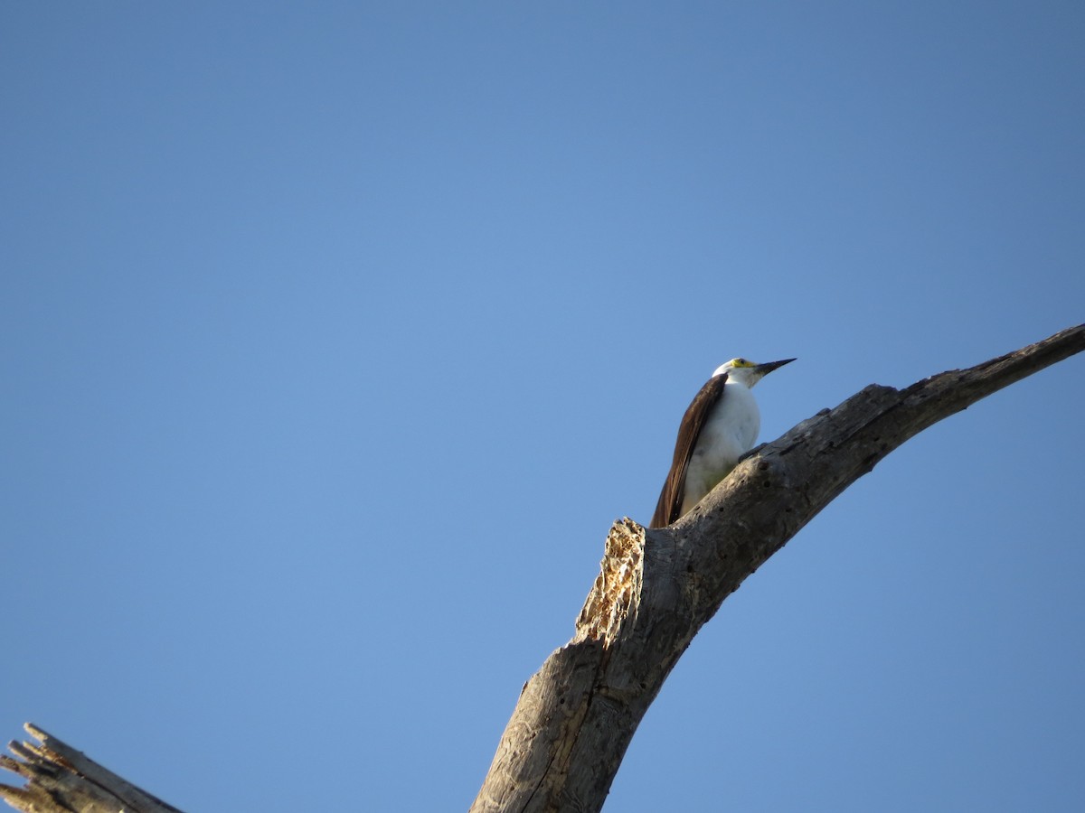 White Woodpecker - ML603806361