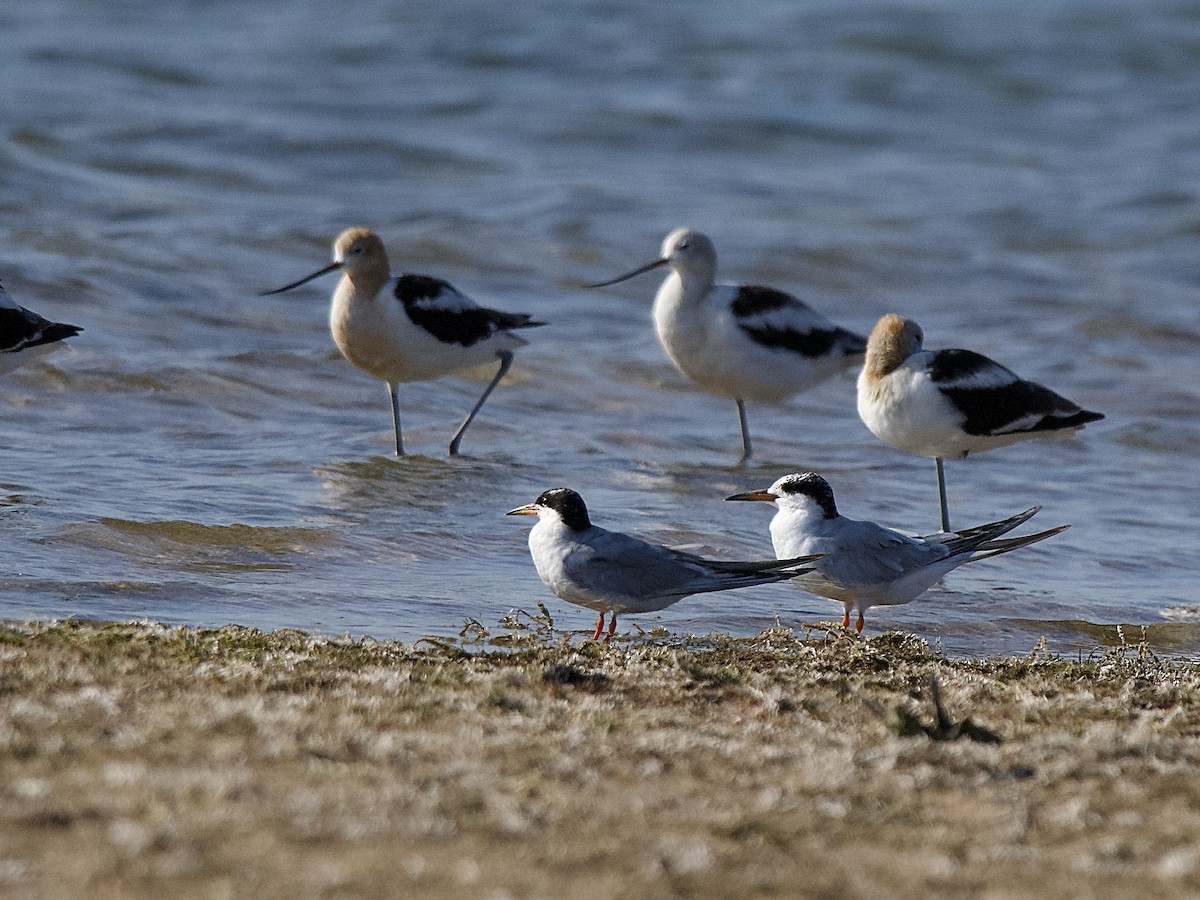 Forster's Tern - Craig Rasmussen