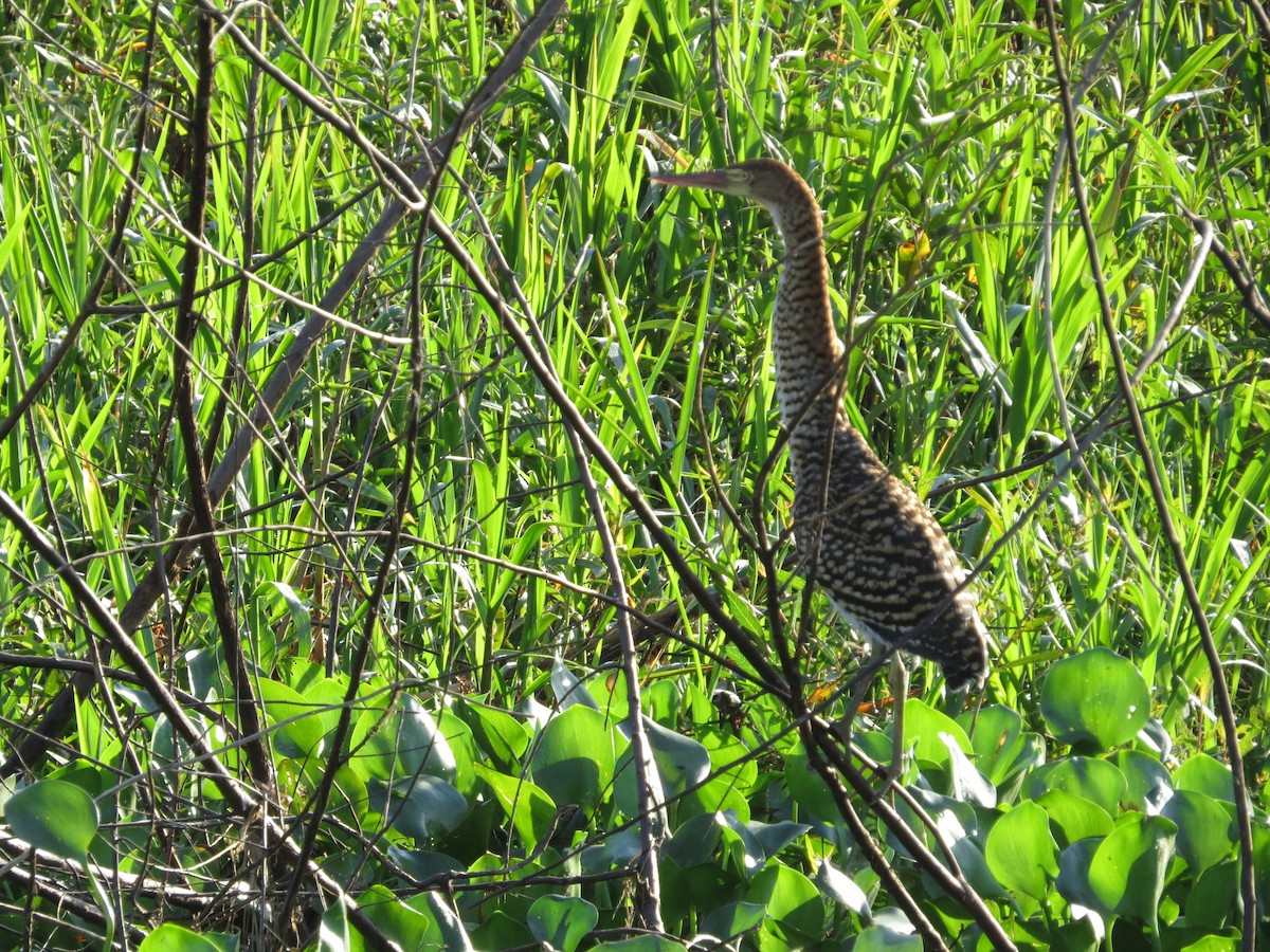 Rufescent Tiger-Heron - ML603808111