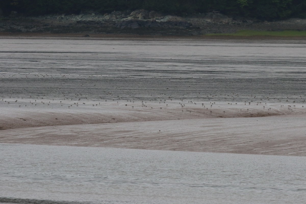 kleiner Strandläufer, unbestimmt - ML603808171