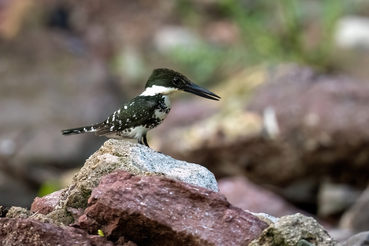 Green Kingfisher - ML603808861