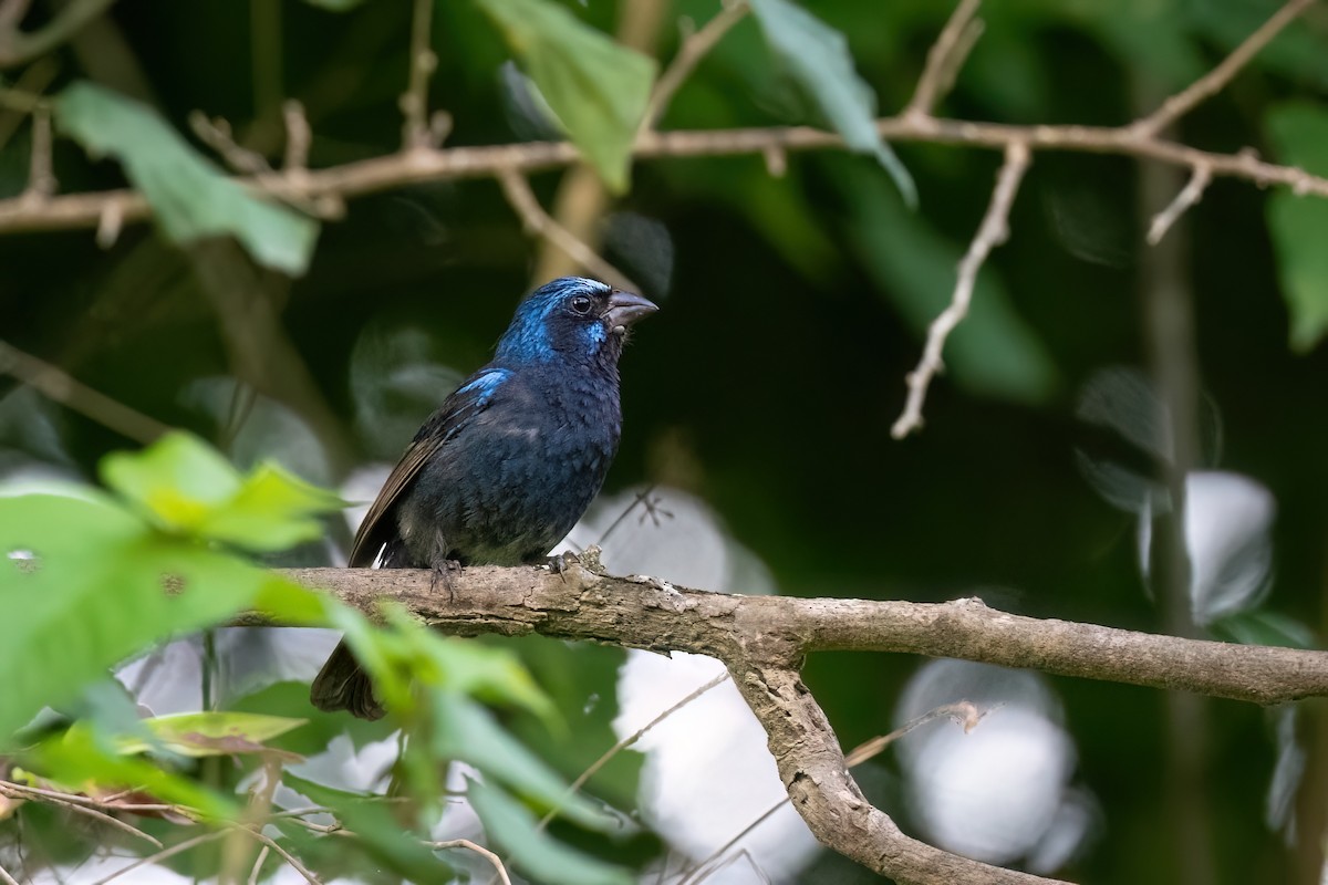 Blue Bunting - ML603809121