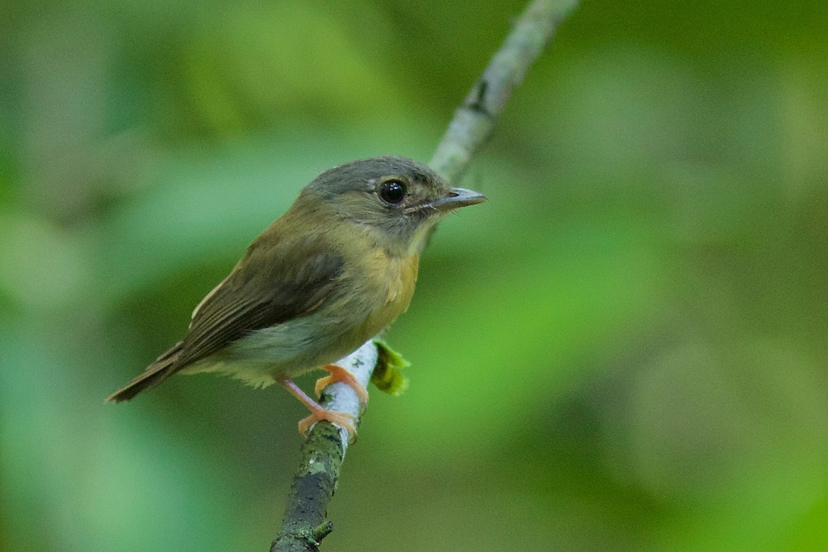 White-crested Spadebill - Luiz Matos