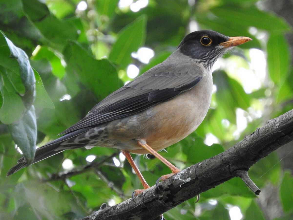 Austral Thrush - ML603810221