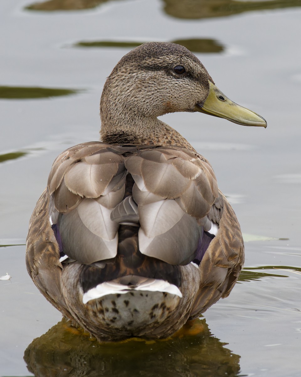 Mallard - Anonymous