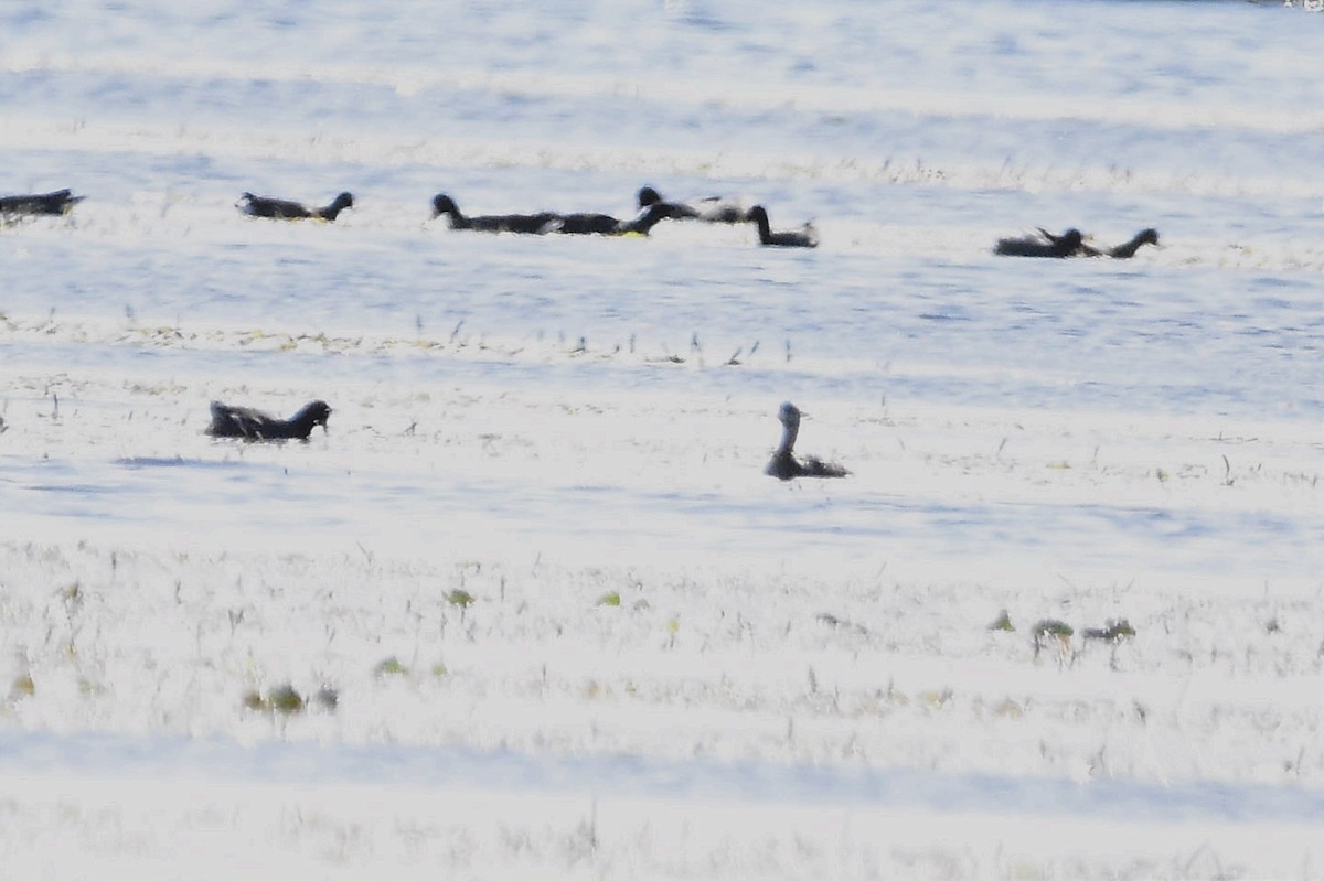 Pied-billed Grebe - ML603812671