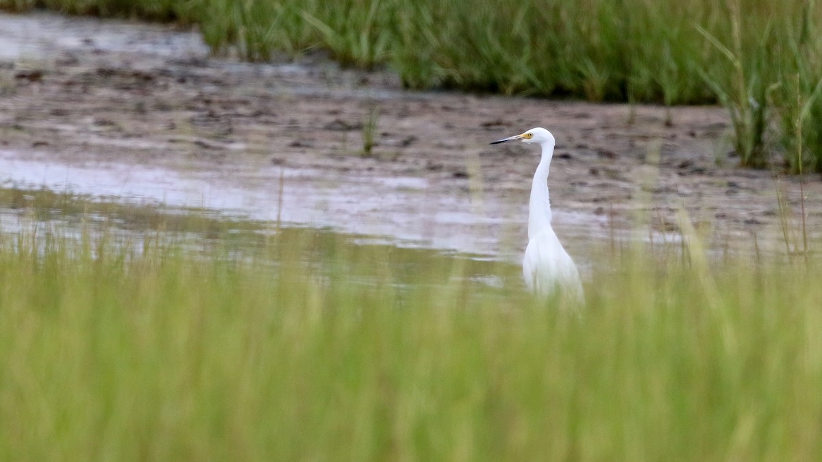 Snowy Egret - ML603813211