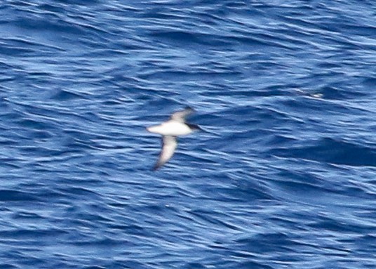 Manx Shearwater - ML603814041