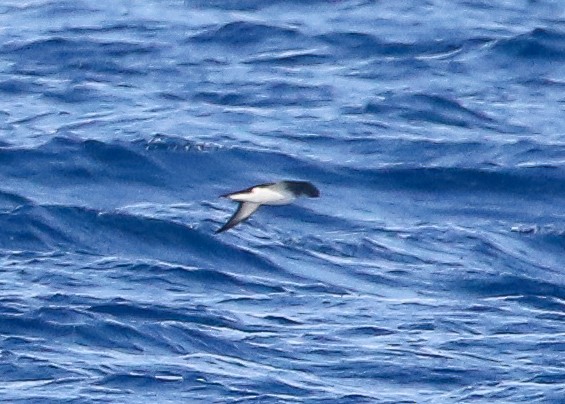 Manx Shearwater - ML603814051
