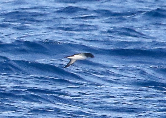 Manx Shearwater - ML603814051