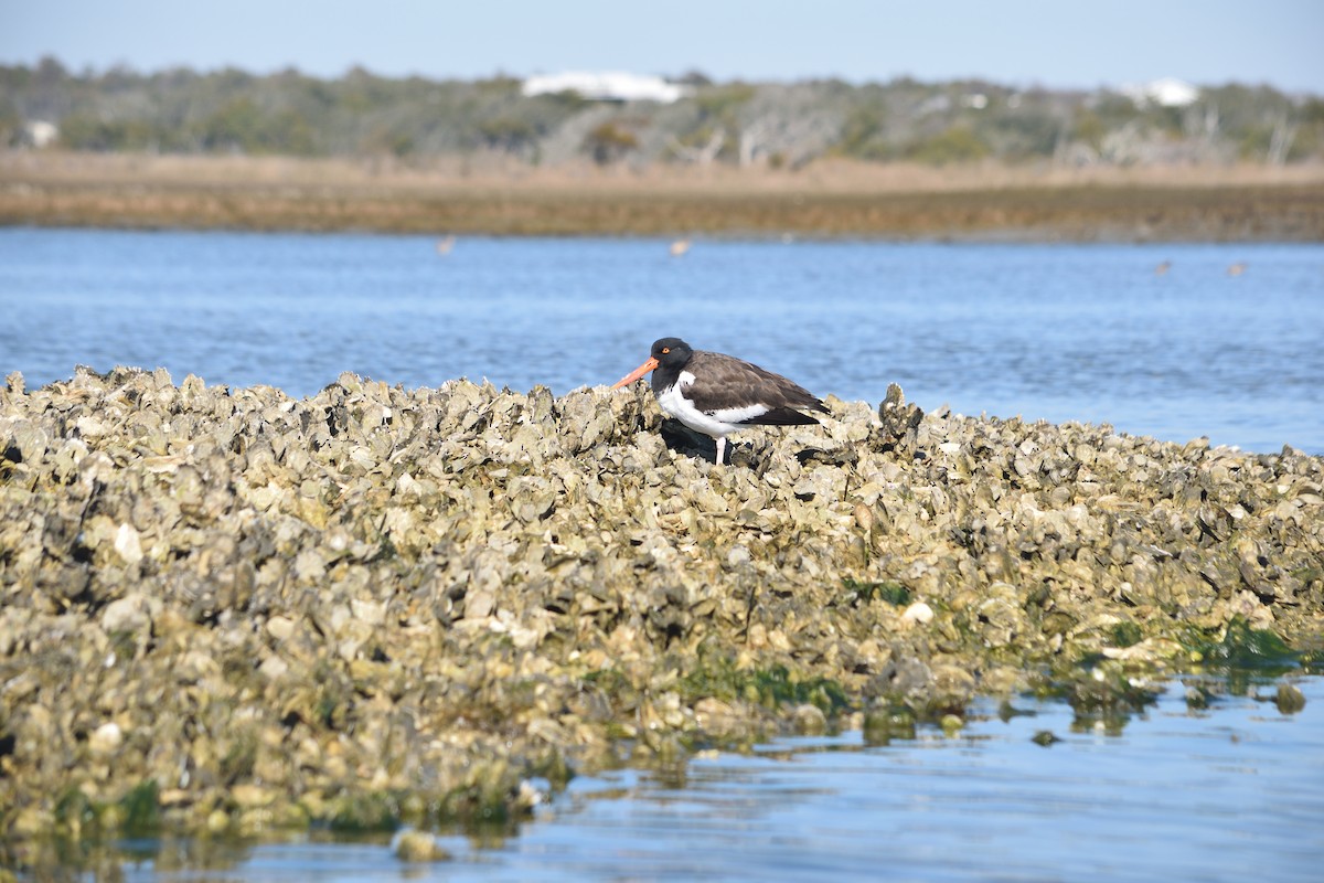 American Oystercatcher - ML603814201