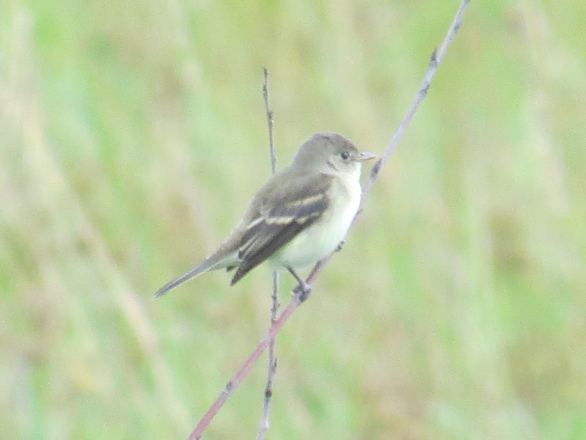 Willow Flycatcher - Ethan Maynard